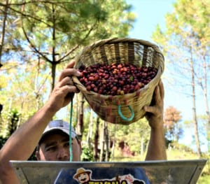 COCAFCAL